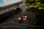 slides/IMG_1735.jpg Kyra IMG_1735
