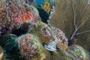 slides/_MG_1940.jpg Christmas Tree Worm, Coral Sea Fans Rocks, Underwater _MG_1940