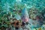 slides/IMG_6118_Edit.jpg Coral Sea Fans Rocks, Grouper, Underwater IMG_6118_Edit