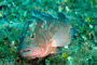 slides/IMG_6130_Edit.jpg Coral Sea Fans Rocks, Grouper, Underwater IMG_6130_Edit