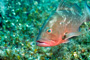slides/IMG_6132_Edit.jpg Coral Sea Fans Rocks, Grouper, Underwater IMG_6132_Edit