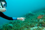 slides/IMG_6133_Edit.jpg Alan, Coral Sea Fans Rocks, Grouper, Underwater IMG_6133_Edit