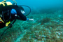 slides/IMG_6135_Edit.jpg Alan, Coral Sea Fans Rocks, Grouper, Underwater IMG_6135_Edit
