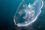 slides/_MG_6196_Edit.jpg Jellyfish, Underwater _MG_6196_Edit