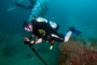slides/_MG_6216_Edit.jpg Coral Sea Fans Rocks, Daniel, Underwater _MG_6216_Edit