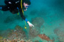 slides/_MG_6227_Edit.jpg Alan, Coral Sea Fans Rocks, Grouper, Underwater _MG_6227_Edit