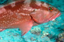 slides/_MG_6230_Edit.jpg Coral Sea Fans Rocks, Grouper, Underwater _MG_6230_Edit