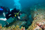 slides/_MG_6261_Edit.jpg Coral Sea Fans Rocks, Daniel, Kyle, Underwater _MG_6261_Edit