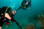 slides/_MG_6263_Edit.jpg Alan, Coral Sea Fans Rocks, Daniel, Underwater _MG_6263_Edit