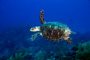 slides/_MG_4848_Edit.jpg Coral Sea Fans Rocks, Turtle, Underwater _MG_4848_Edit