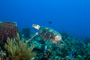 slides/_MG_4853_Edit.jpg Coral Sea Fans Rocks, Turtle, Underwater _MG_4853_Edit