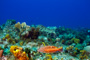 slides/_MG_5106_Edit.jpg Coral Sea Fans Rocks, Underwater _MG_5106_Edit