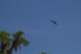 slides/_MG_1516.jpg Osprey _MG_1516