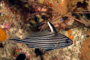 slides/IMG_4767-Edit.jpg Arrow Crab, Coral Sea Fans Rocks, Highhat, Underwater IMG_4767-Edit